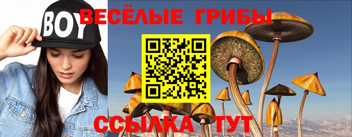 Псилоцибиновые грибы Cubensis Гусь-Хрустальный